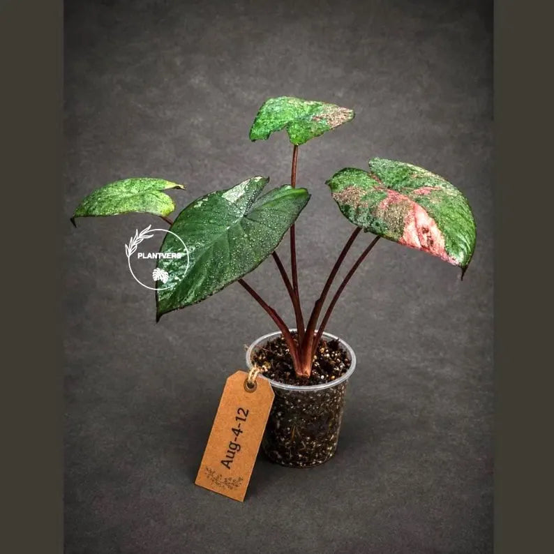 Alocasia Serendipity Pink Variegated (Aug-4-12-ER)