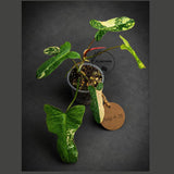 Variegated Philodendron Brown Beauty Live Plant (Aug-4-26-ER)
