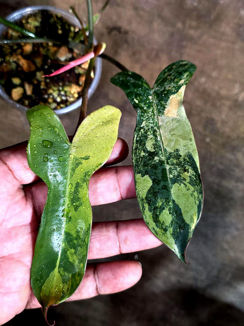 Variegated Philodendron Brown Beauty Live Plant (Aug-4-26-ER)