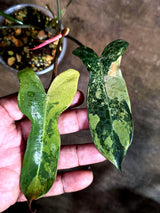 Variegated Philodendron Brown Beauty Live Plant (Aug-4-26-ER)