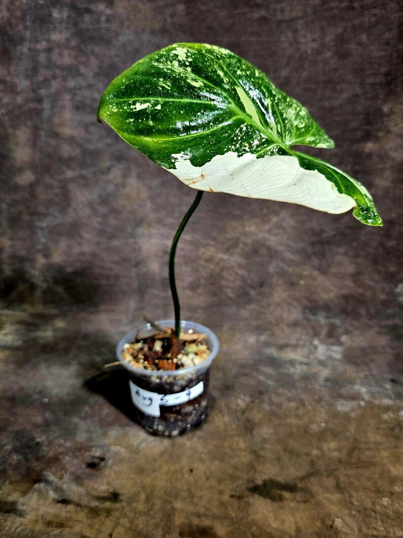 Philodendron Gloriosum Tricolor Variegated (Aug-5-9)