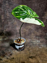 Philodendron Gloriosum Tricolor Variegated (Aug-5-9)