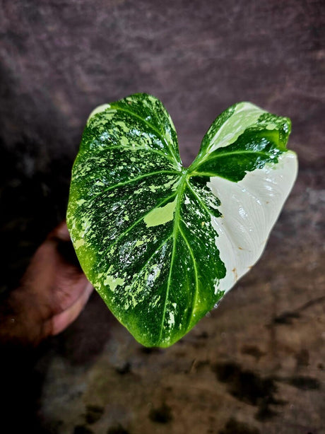 Philodendron Gloriosum Tricolor Variegated (Aug-5-9)