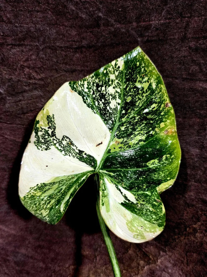 Philodendron Gloriosum Tricolor Variegated (Aug-5-10)