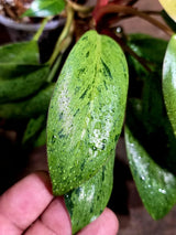 Philodendron Red Congo Variegated Exact Plant (Aug-5-12-ER)
