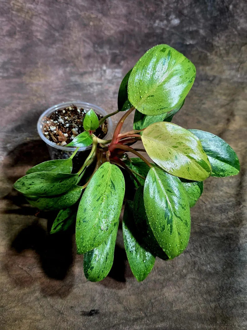 Philodendron Red Congo Variegated Exact Plant (Aug-5-12-ER)