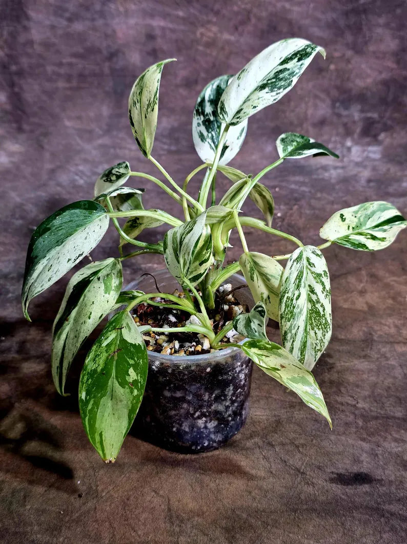 Philodendron Emerald Queen Variegated Live Plant (Aug-5-13)