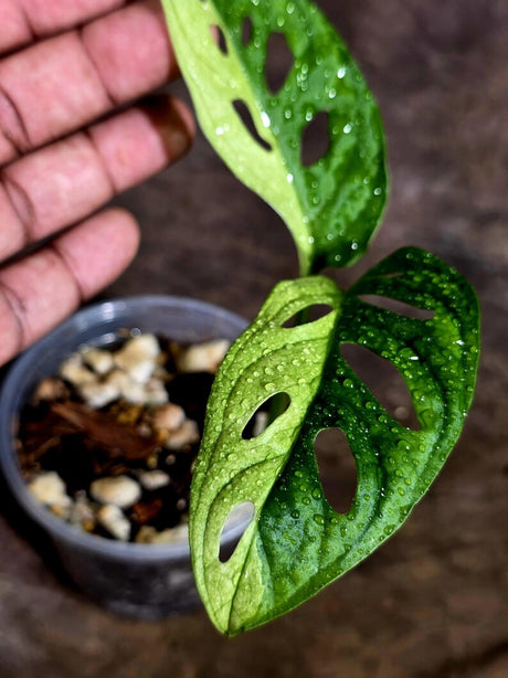 Monstera Adansonii Aurea Variegated (Aug-5-15)