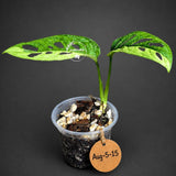 Monstera Adansonii Aurea Variegated (Aug-5-15)