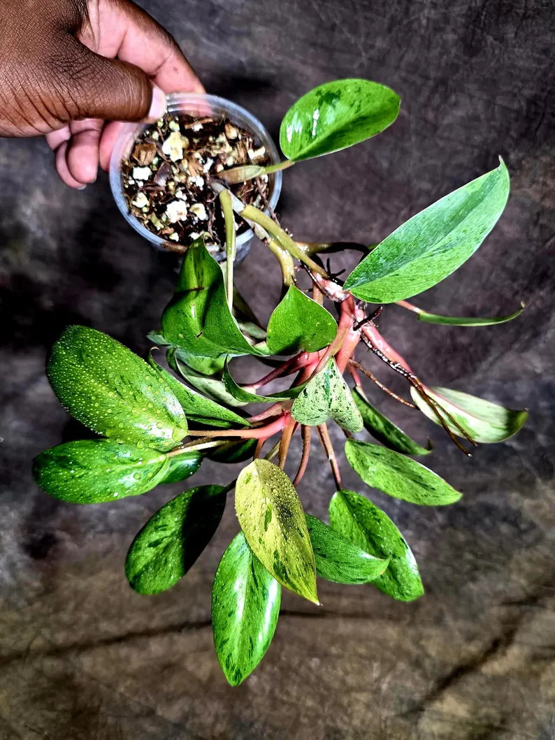 Philodendron Red Congo Variegated Exact Plant (Aug-5-11-ER)