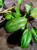 Philodendron Red Congo Variegated Exact Plant (Aug-5-11-ER)