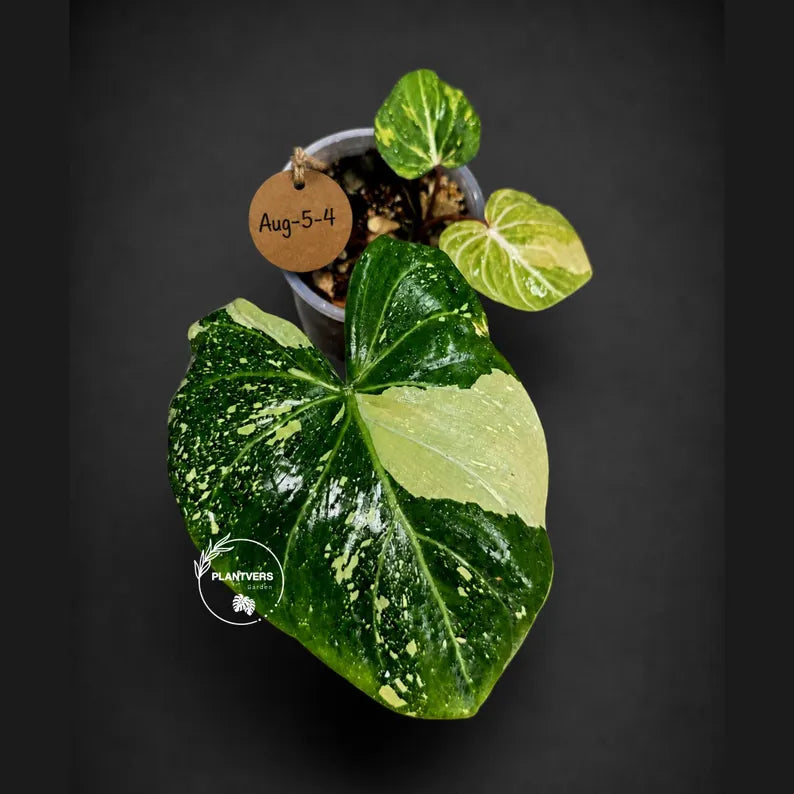 Philodendron Gloriosum Tricolor Variegated (Aug-5-4)