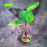 Alocasia Plumbea Nigra Aurea Live Plant (Aug-4-10)