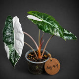 Rare Pink Alocasia Chantrieri Live Plant (Aug-4-9)