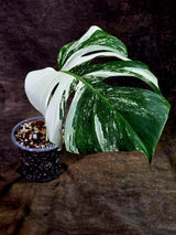 Rare Variegated Monstera Albo Live Plant - White Albo Borsigiana(Aug-7-36)