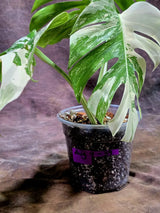 Rare Variegated Monstera Albo Live Plant - White Albo Borsigiana(Aug-7-39)