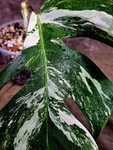 Rare Variegated Monstera Albo Live Plant - White Albo Borsigiana(Aug-7-41)