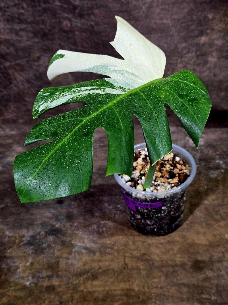 Rare Variegated Monstera Albo Live Plant - White Albo Borsigiana(Aug-7-42)