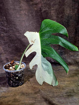 Rare Variegated Monstera Albo Live Plant - White Albo Borsigiana(Aug-7-43)