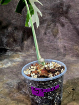 Rare Variegated Monstera Albo Live Plant - White Albo Borsigiana(Aug-7-43)