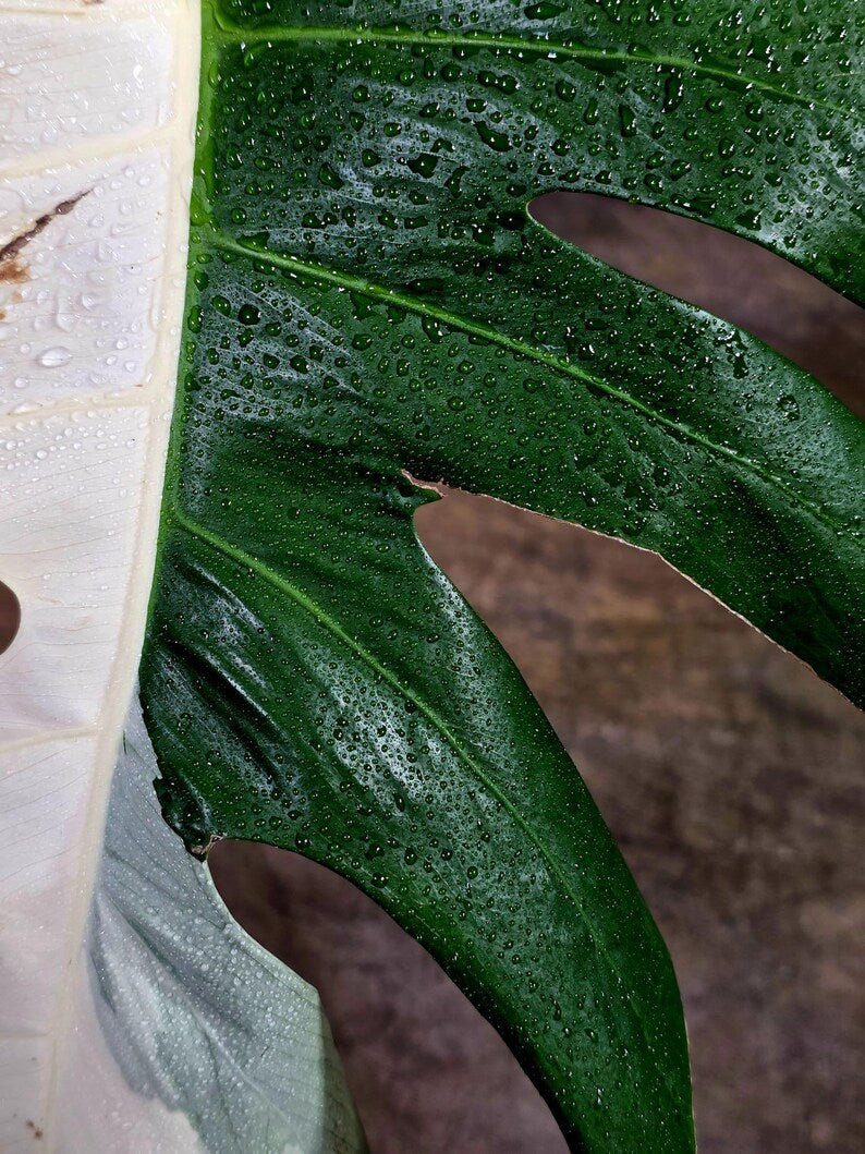 Rare Variegated Monstera Albo Live Plant - White Albo Borsigiana(Aug-7-43)