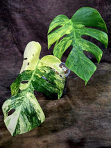 Monstera Borsigiana Aurea Variegated - (Aug-7-47)