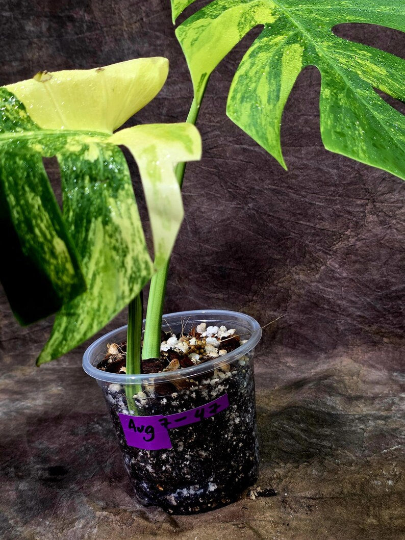 Monstera Borsigiana Aurea Variegated - (Aug-7-47)