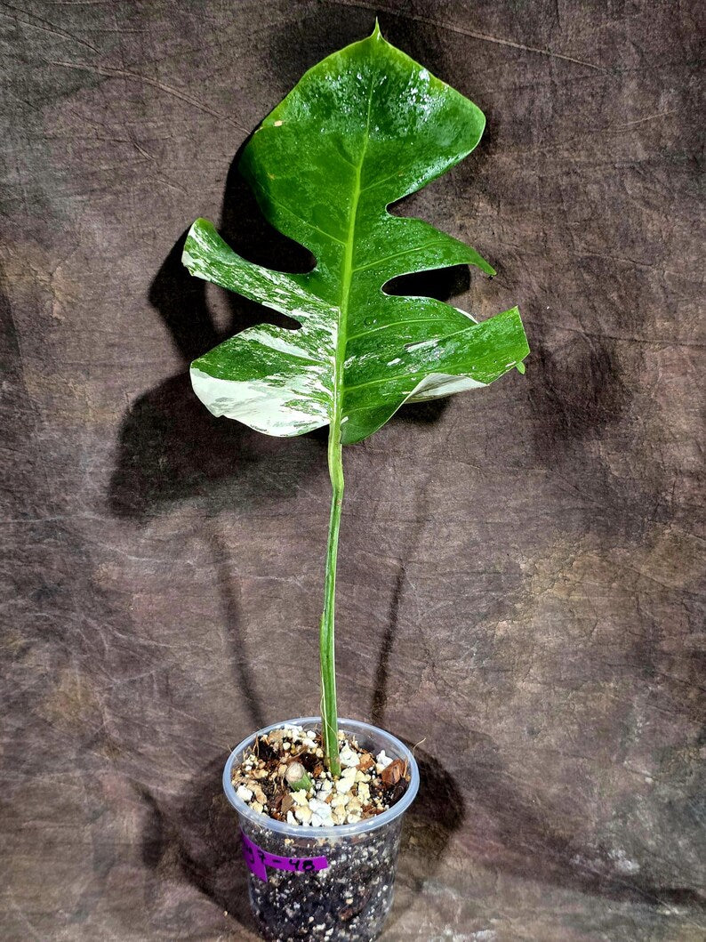 Rare Variegated Monstera Albo Live Plant - Single Leaf Plant (Aug-7-48)