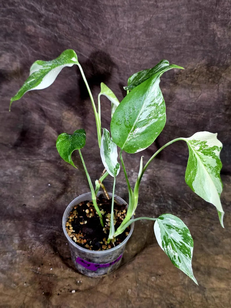 Rare Variegated Monstera Albo Live Plant - White Albo Borsigiana(Aug-7-49)