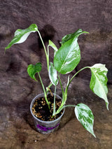Rare Variegated Monstera Albo Live Plant - White Albo Borsigiana(Aug-7-49)