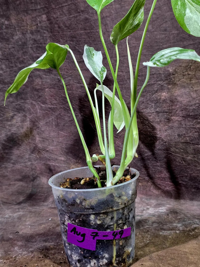 Rare Variegated Monstera Albo Live Plant - White Albo Borsigiana(Aug-7-49)