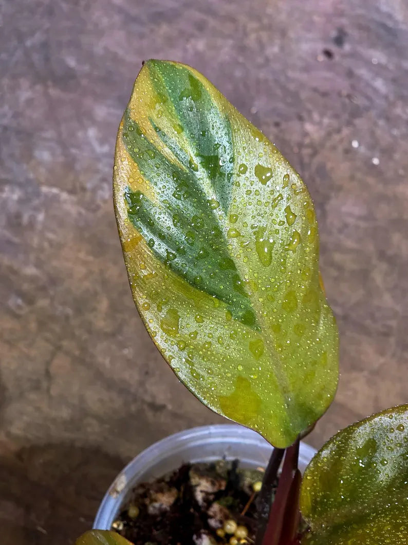 Variegated Black Cardinal Philodendron Live Plant (Aug-7-26-ER)