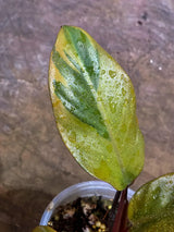 Variegated Black Cardinal Philodendron Live Plant (Aug-7-26-ER)