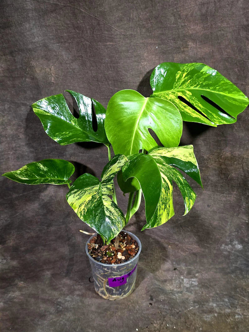 Monstera Borsigiana Aurea Variegated (Aug-7-27)