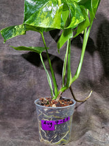 Monstera Borsigiana Aurea Variegated (Aug-7-27)