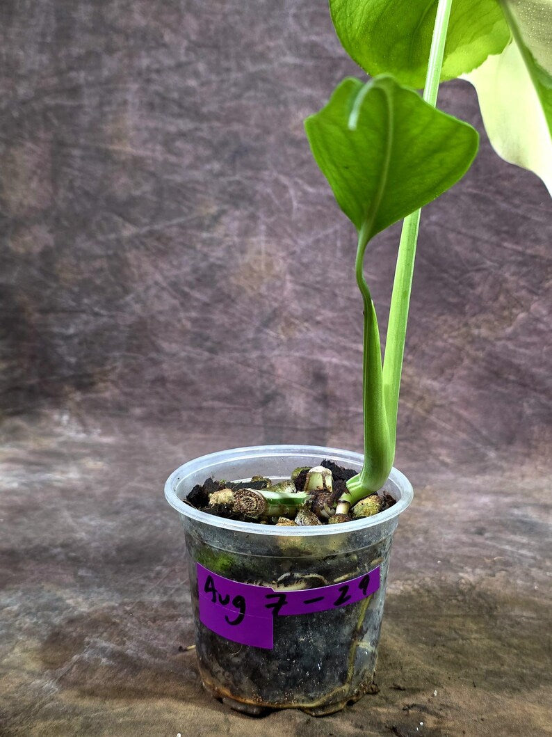 Rare Variegated Monstera Albo Live Plant - White Albo Borsigiana (Aug-7-29)