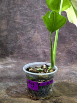 Rare Variegated Monstera Albo Live Plant - White Albo Borsigiana (Aug-7-29)