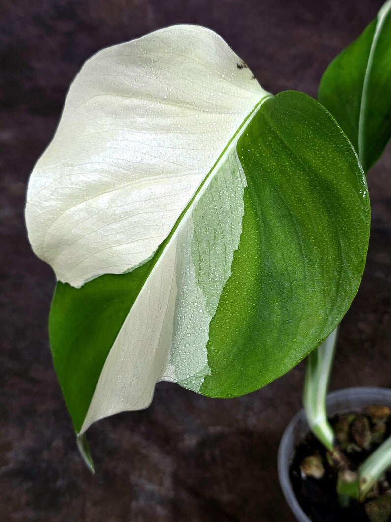 Rare Variegated Monstera Albo Live Plant - White Albo Borsigiana (Aug-7-29)