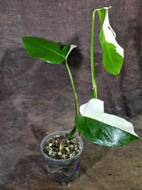 Rare Variegated Monstera Albo Live Plant (Aug-7-32)