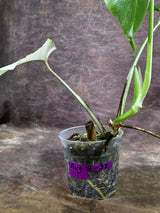 Rare Variegated Monstera Albo Live Plant (Aug-7-32)
