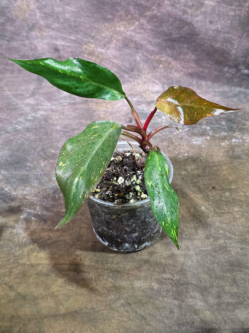 Variegated Philodendron Orange Princess Live Plant (Aug-7-28-ER)