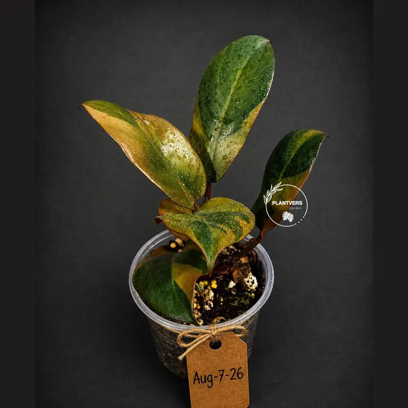 Variegated Black Cardinal Philodendron Live Plant (Aug-7-26-ER)