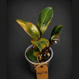 Variegated Black Cardinal Philodendron Live Plant (Aug-7-26-ER)