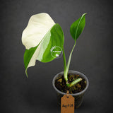 Rare Variegated Monstera Albo Live Plant - White Albo Borsigiana (Aug-7-29)