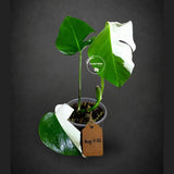 Rare Variegated Monstera Albo Live Plant (Aug-7-32)