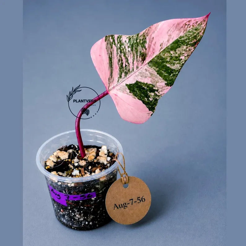Variegated Philodendron Strawberry Shake Live Plant (Aug-7-56)