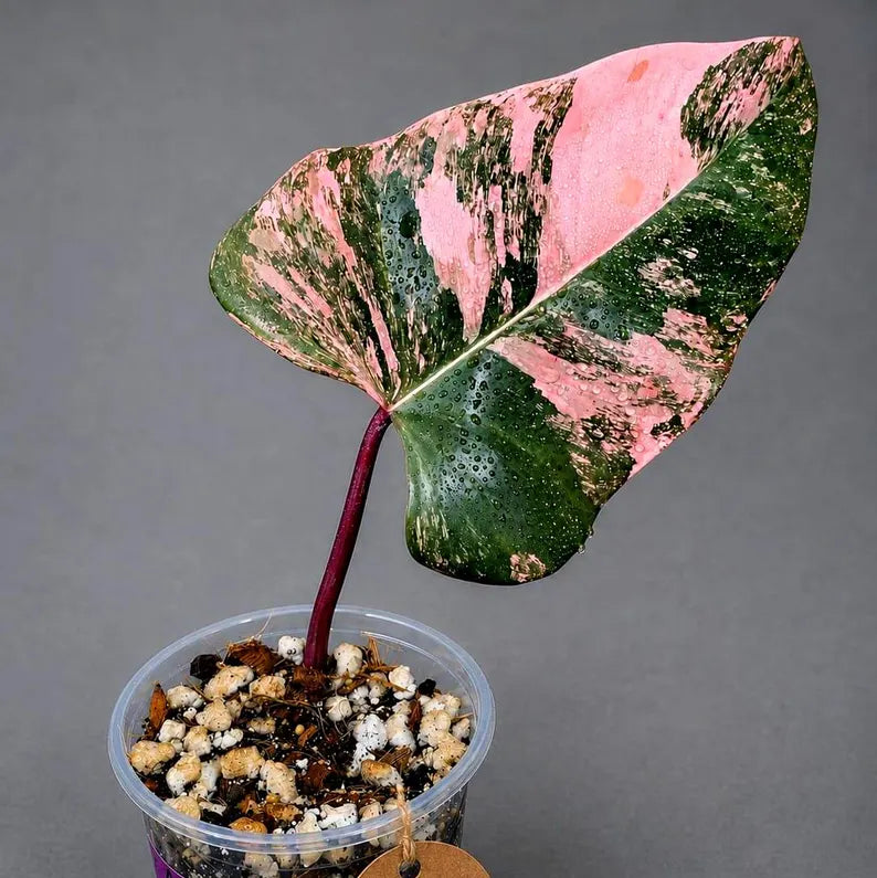 Variegated Philodendron Strawberry Shake Live Plant (Aug-7-53)