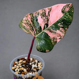Variegated Philodendron Strawberry Shake Live Plant (Aug-7-53)