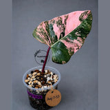 Variegated Philodendron Strawberry Shake Live Plant (Aug-7-53)