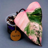 Variegated Philodendron Strawberry Shake Live Plant (Aug-7-50)